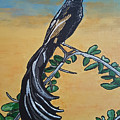 Bird of Beauty, Ngiculela
